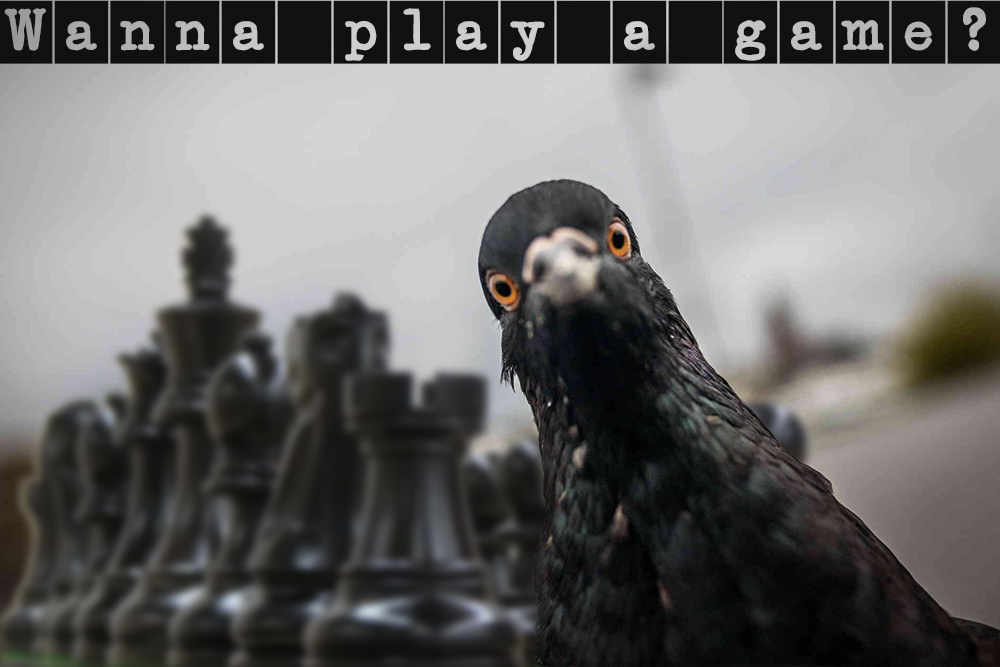 Mit Tauben Schach spielen